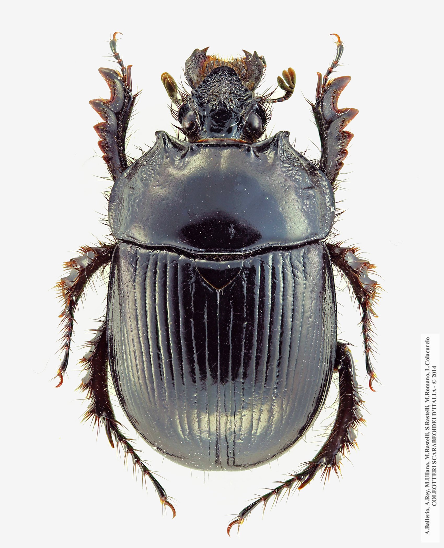 Typhaeus typhoeus, femmina